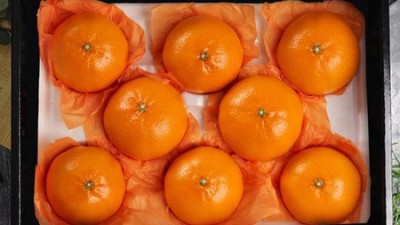 놓치면 후회! 푸르젠 천혜향🍊 할인 후기 & 구매꿀팁 대방출!